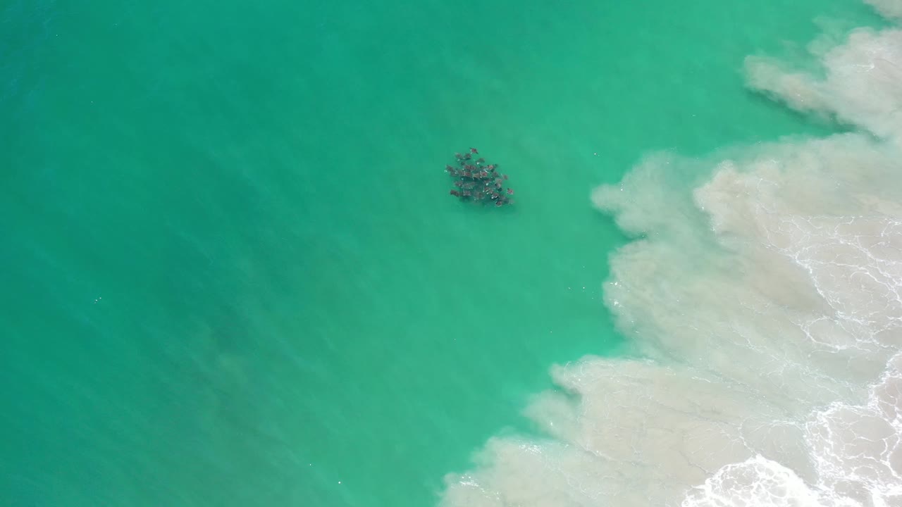 Overhead Los Cabos water view with the dark wildlife cluster slightly right of center and white surf filling the right side, with no visible people.