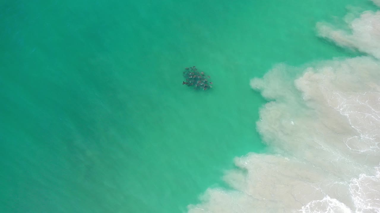 Cluster of marine wildlife in green-blue water near pale surf.