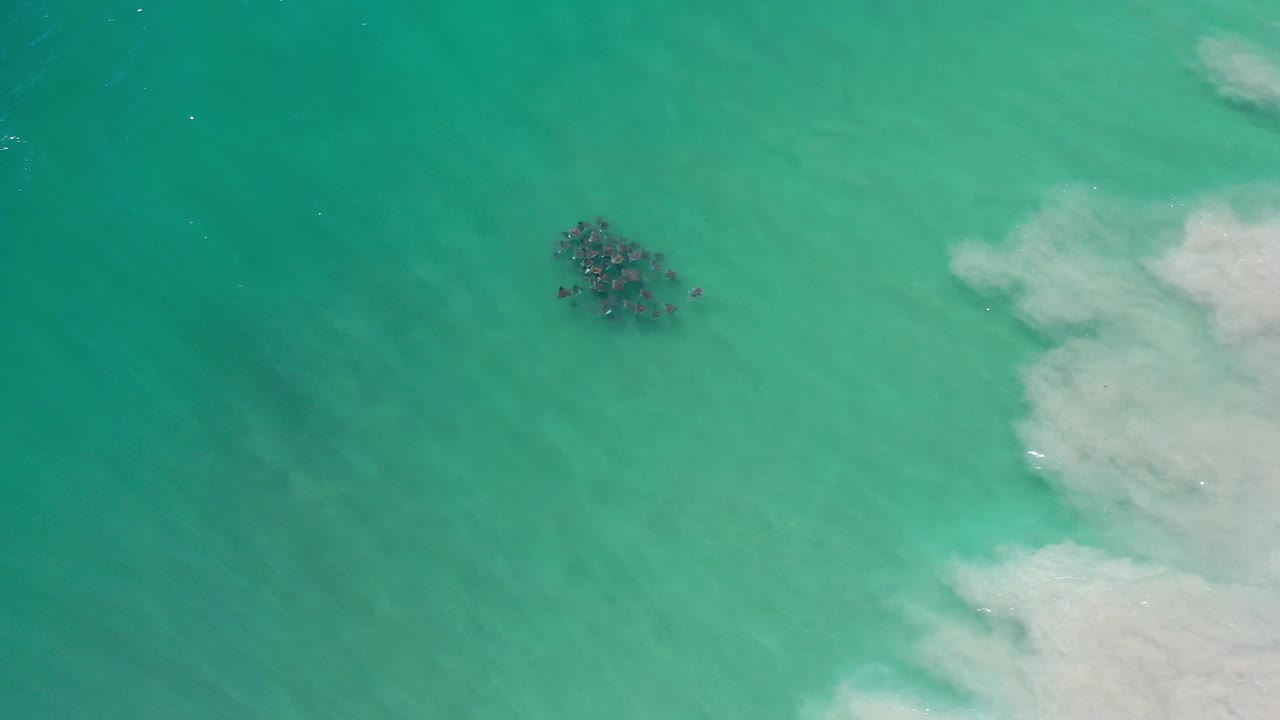 Overhead view in Los Cabos of a compact dark fish school beneath turquoise water, with pale surf entering at the right edge and no visible people.