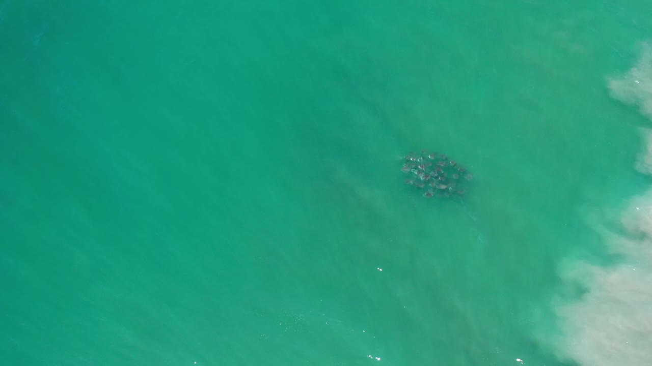 Overhead Los Cabos shoreline frame with the dark fish cluster slightly right of center, open green-blue water around it, and no visible people.
