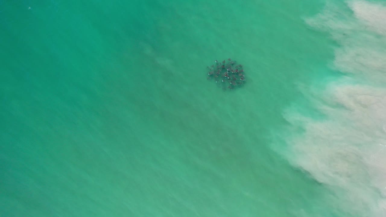 Overhead view in Los Cabos, Mexico, of a dark seaweed clump floating in turquoise water near a pale sand cloud, with no visible people.