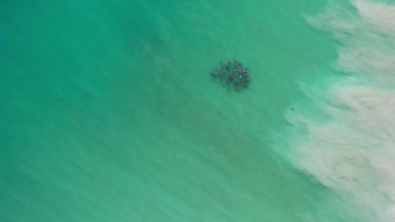 Small seaweed mass over turquoise water with pale wash at right.