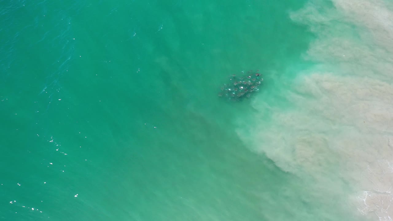 Dark whale form beneath teal water beside a broad pale wave patch.