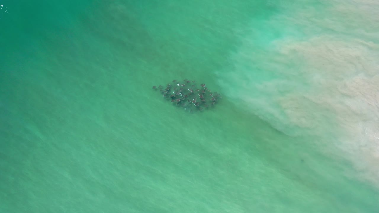 Overhead view in Los Cabos, Mexico of a dark cluster of marine animals in clear turquoise water beside a pale sandbar, with no visible people.