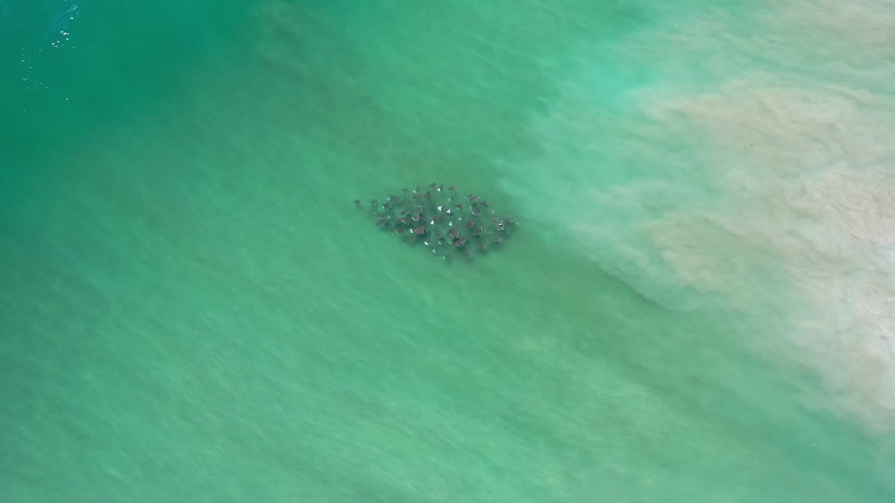 Marine animal group near a light sand patch in turquoise water