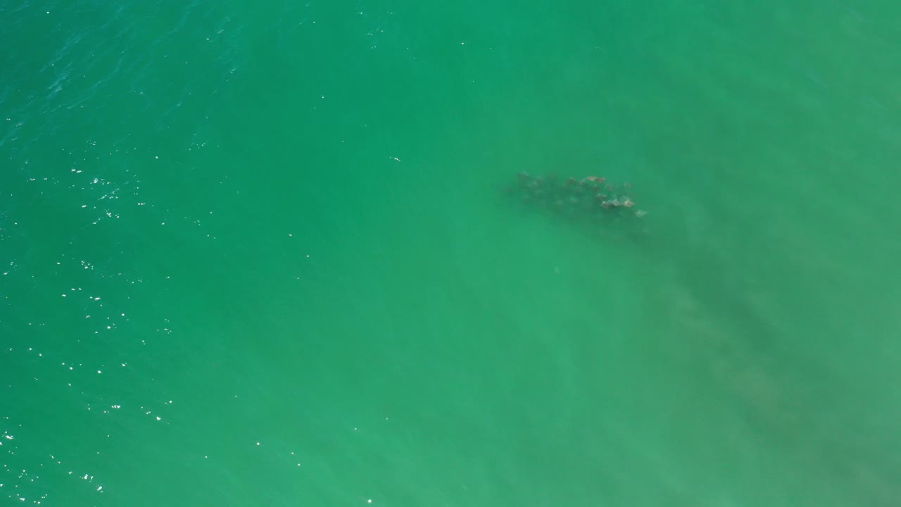 Overhead view of green sea water in Los Cabos with a small dark school of fish near the upper center and no visible people.