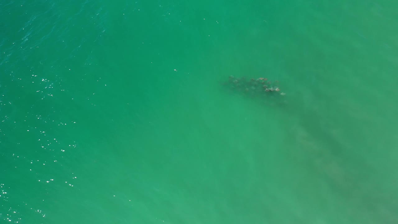 Top-down Los Cabos ocean frame with the fish school slightly left of center under smooth green water and no visible people.