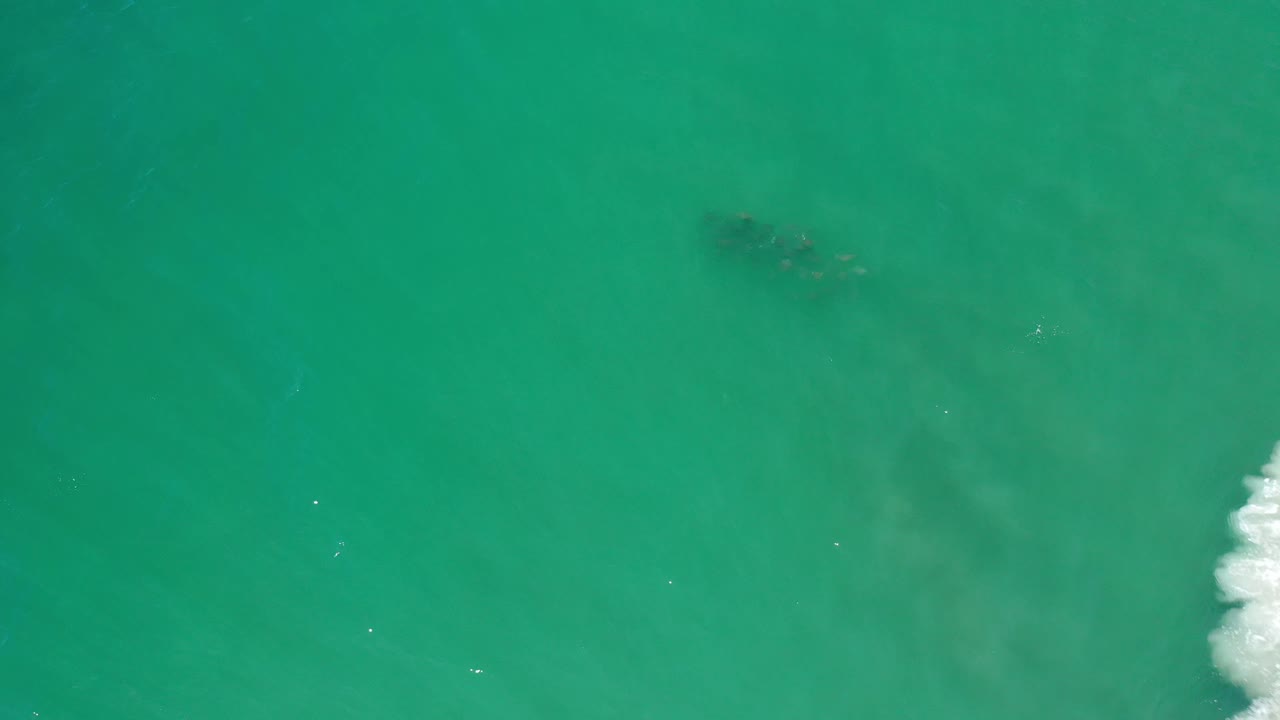 At 0:01, the fish cluster sits below the surface in green Los Cabos ocean water while a band of white surf presses in from the right, with no visible people.