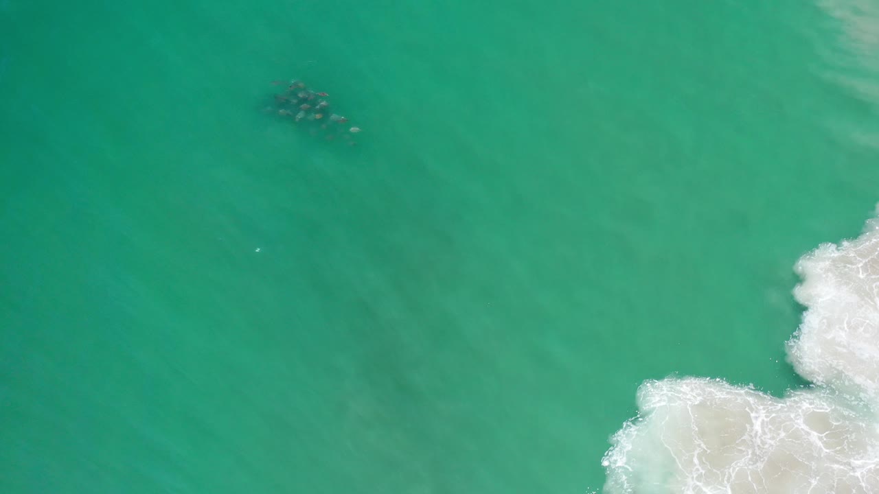 Green surfline water with a dark clustered creature shape and white foam.