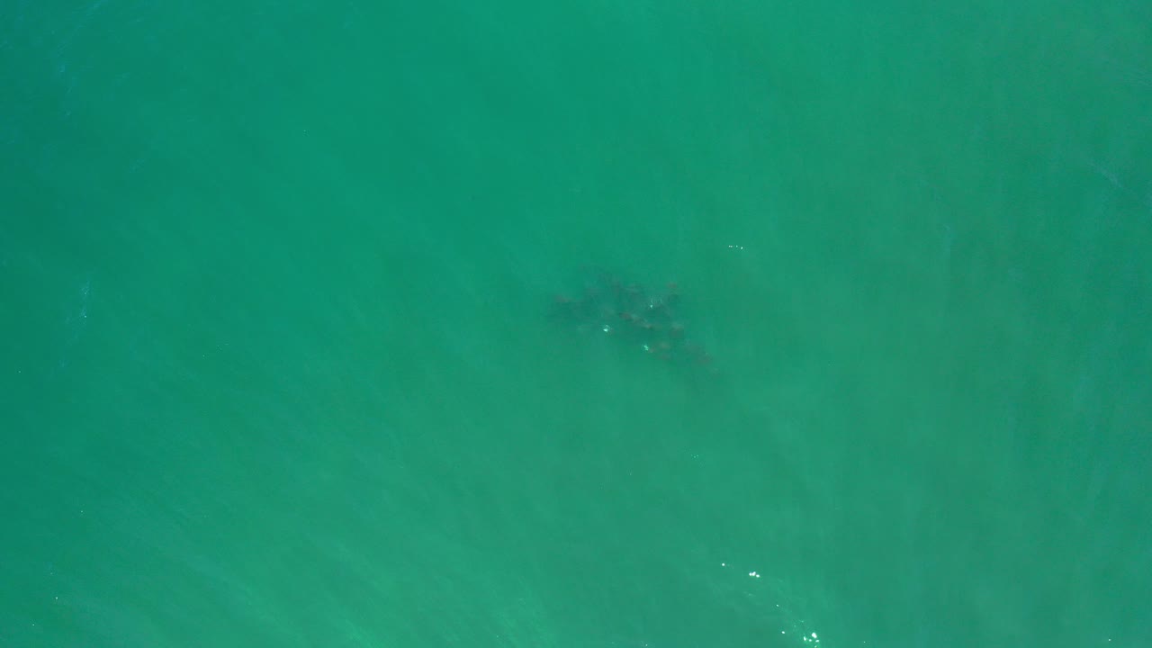 Top-down view of green sea water in Los Cabos, Mexico, with a small dark school of fish under the surface near the upper left and no visible people.