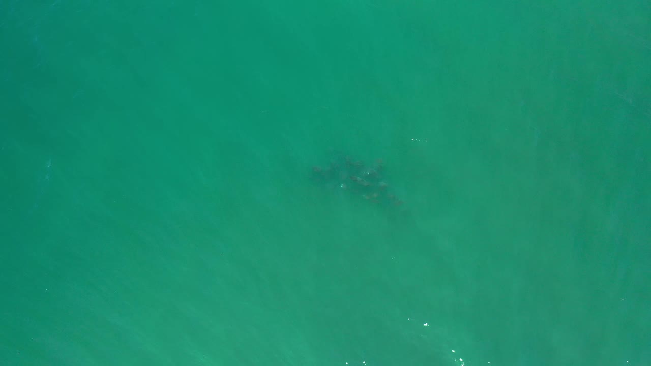 Top-down green sea water in Los Cabos, Mexico, with the fish school sitting closer to the upper center beneath faint ripples and no visible people.