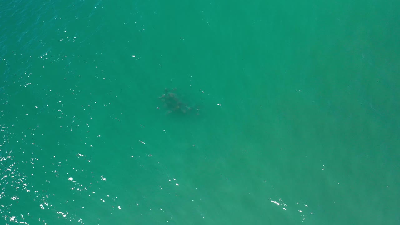 Green ocean surface with bright sparkles and a small dark object