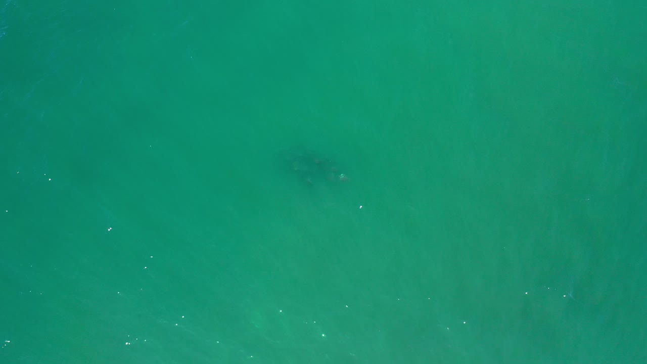 Overhead Los Cabos, Mexico frame of green open sea with a small dark animal shape low in the frame and no visible people.