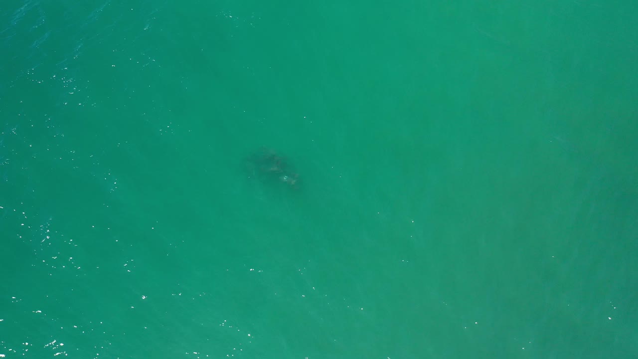 Overhead green sea surface with pale ripples and shadowy underwater patches.