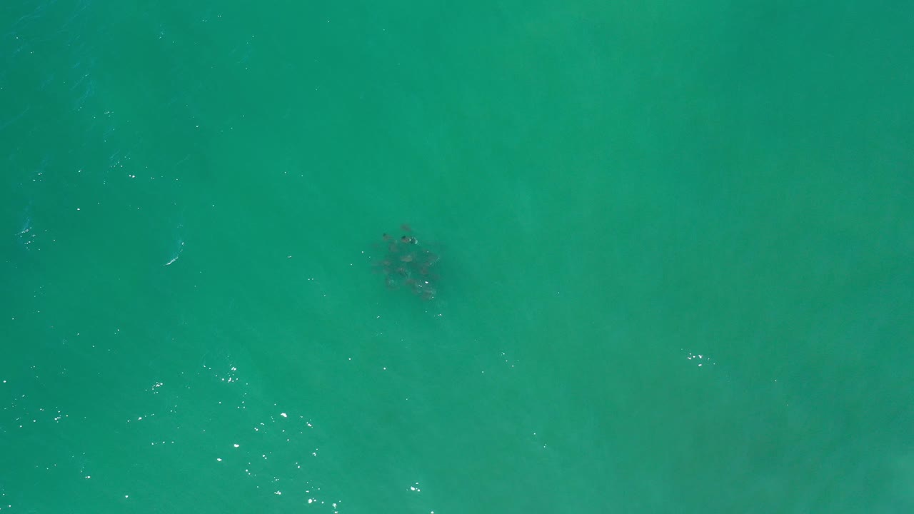 Overhead view of turquoise water in Los Cabos, Mexico, with a small dark cluster of sea animals under the surface near the upper left and no visible people.