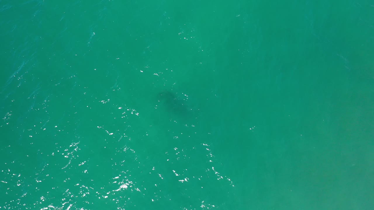 Open green water with scattered sparkles and soft darker areas below.