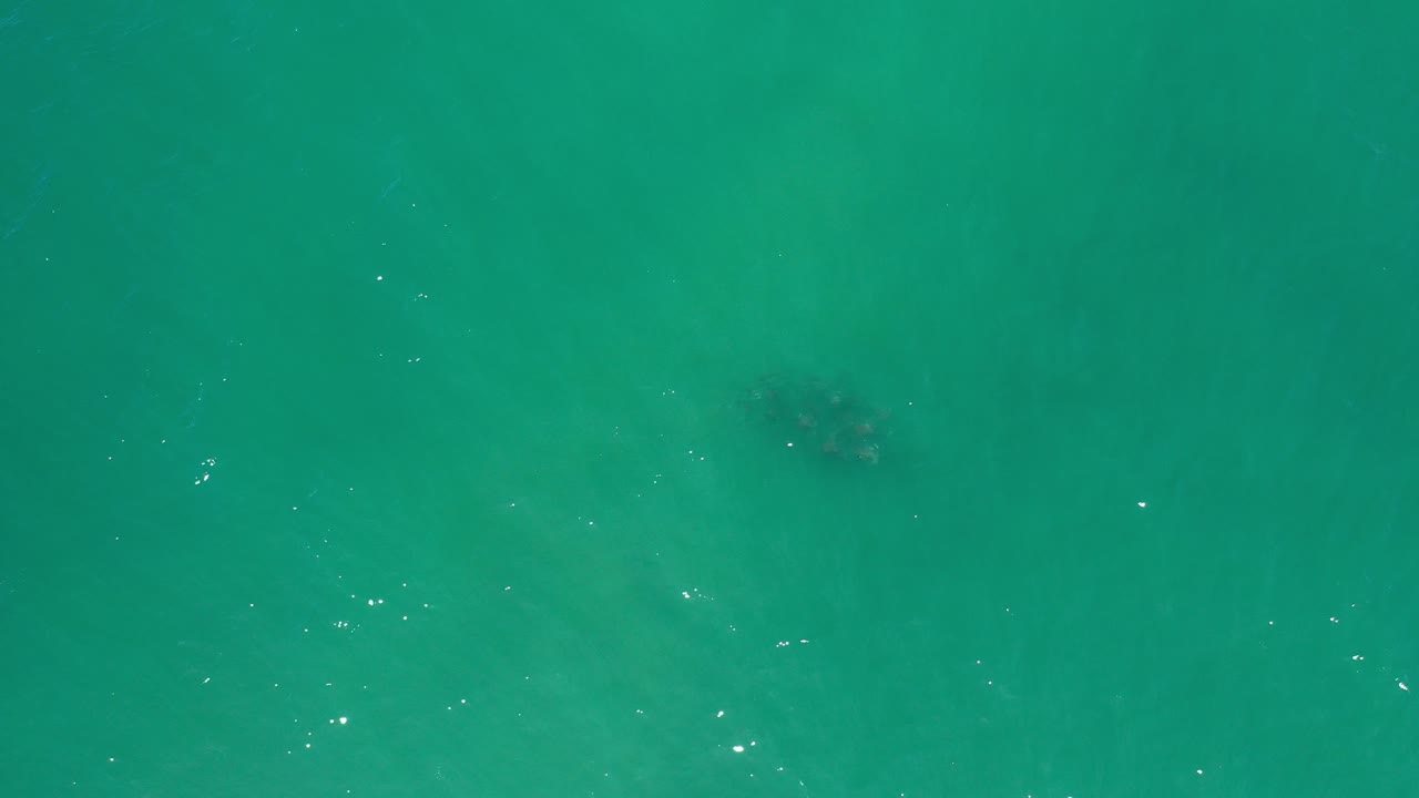 Overhead view of teal-green ocean water in Los Cabos, Mexico, with faint submerged dark animal shapes and no visible people.