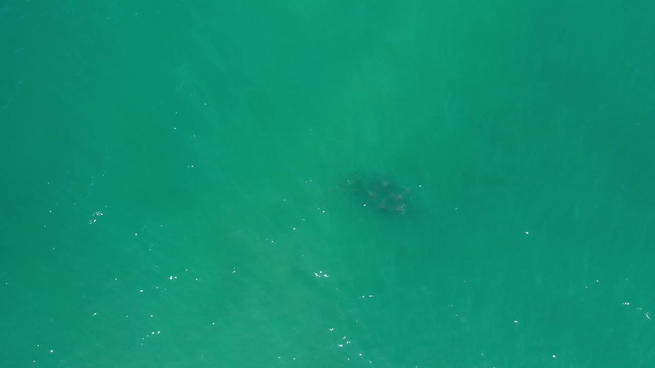 Green and teal ocean surface in Los Cabos, Mexico, with bright ripple flecks and a dark underwater animal shape toward the left, no visible people.