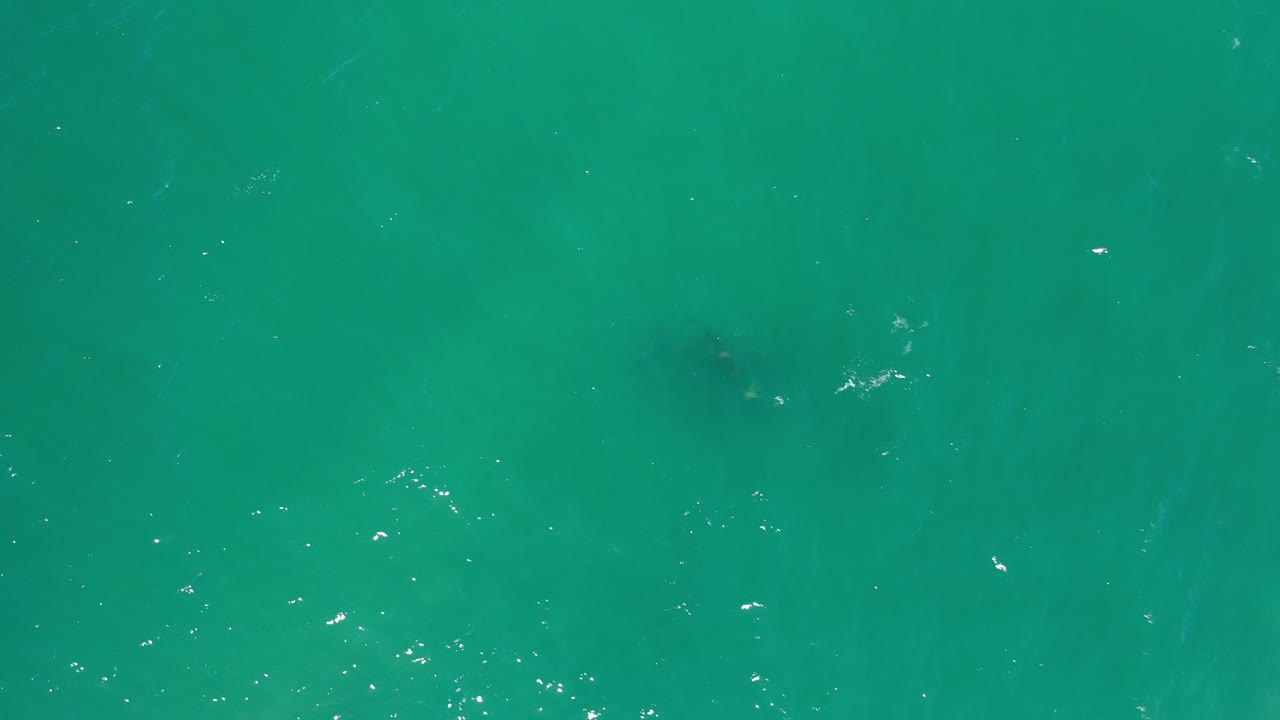 Overhead green-blue water with sunlight glints and soft underwater shapes.
