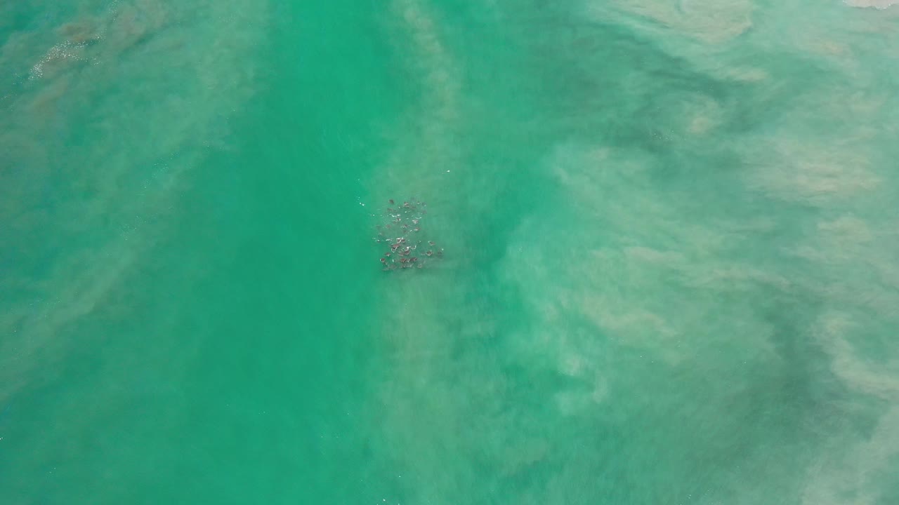 Overhead view of green water in Los Cabos, Mexico, with a small dark sea animal near the upper left area and pale sand visible below, no visible people.