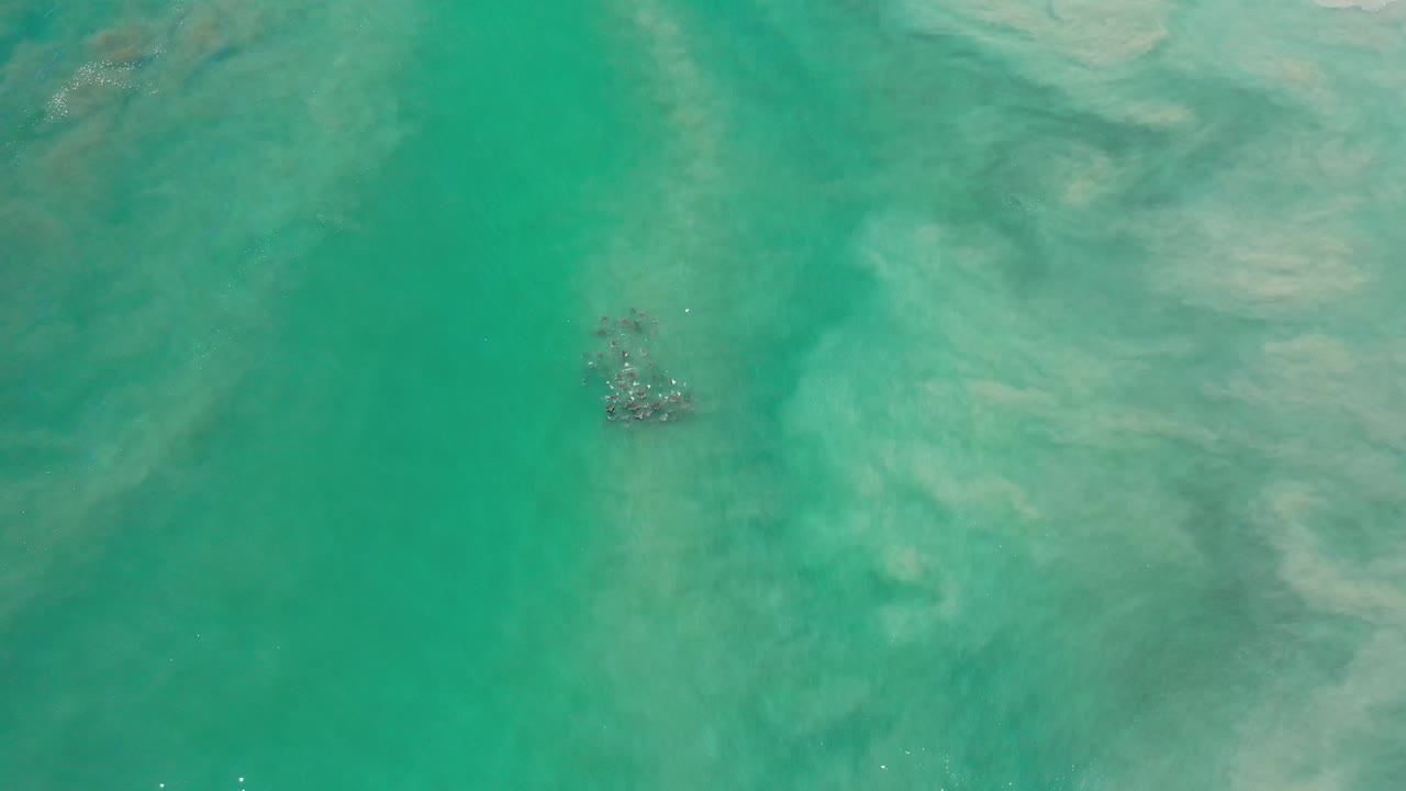 Dark sea animal shape under turquoise water near pale sand.