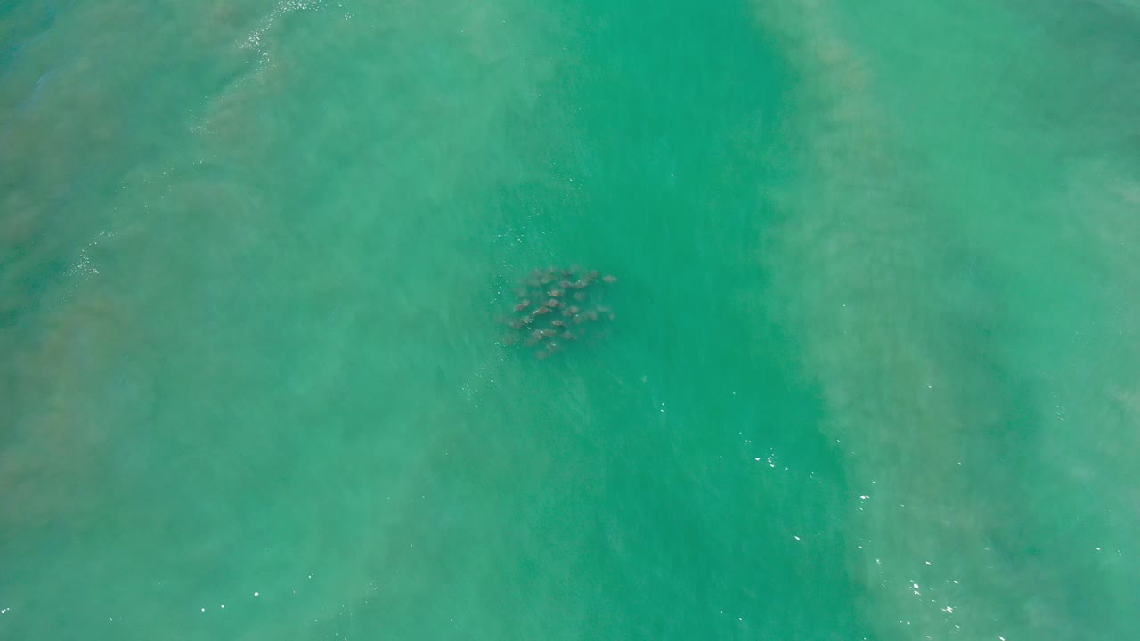Overhead view of turquoise Los Cabos ocean water with a small dark group of marine animals below the surface and no visible people.