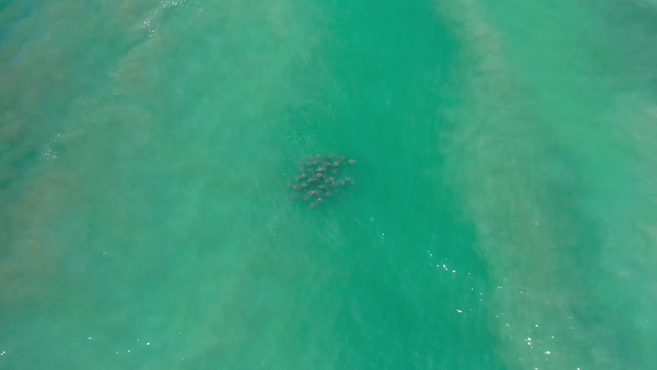 Aerial Los Cabos water view with the marine animal cluster still near the upper center and faint pale wave marks crossing the frame, with no visible people.