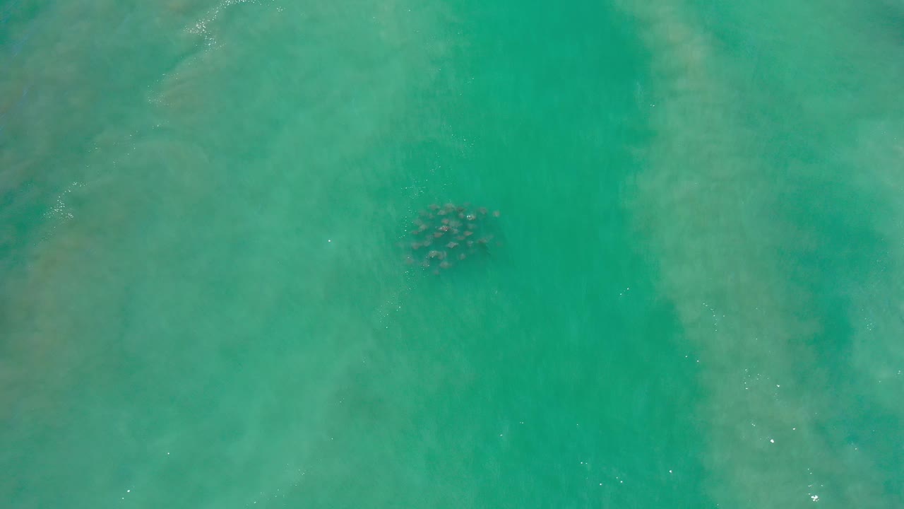 Clear ocean surface with pale underwater patches and grouped animals.