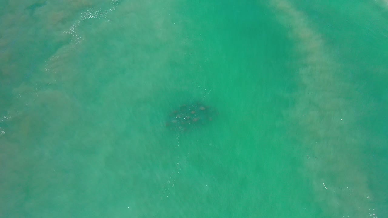 Overhead view of teal water in Los Cabos, Mexico, with a small dark cluster of sea animals near the upper center and no visible people.