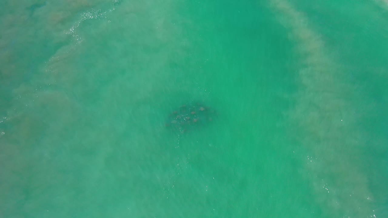 Aerial-looking frame over Los Cabos water with the animal cluster slightly lower in the frame, surrounded by pale sandy patches and no visible people.