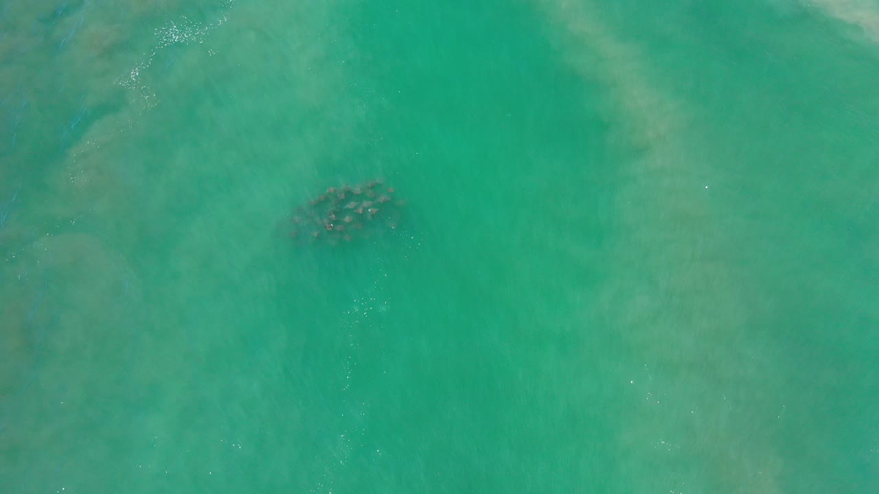 School of fish under clear green water.