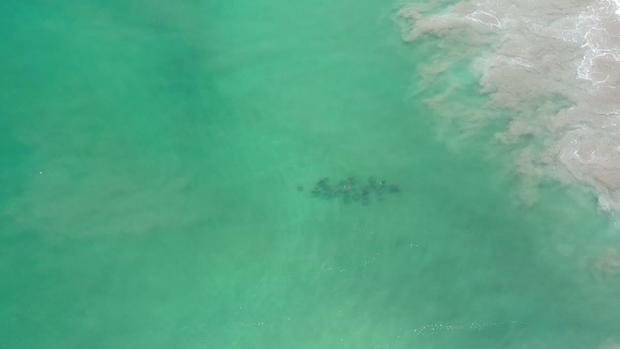 Green ocean water with surf at the right edge and fish beneath the surface.
