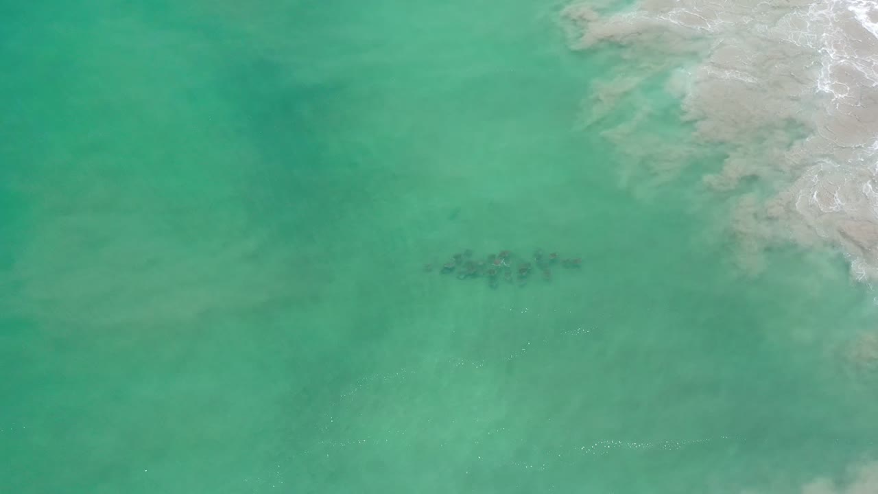 Aerial frame over Los Cabos green water with the fish school slightly right of center and broken white surf curling along the upper-right shoreline, no visible people.