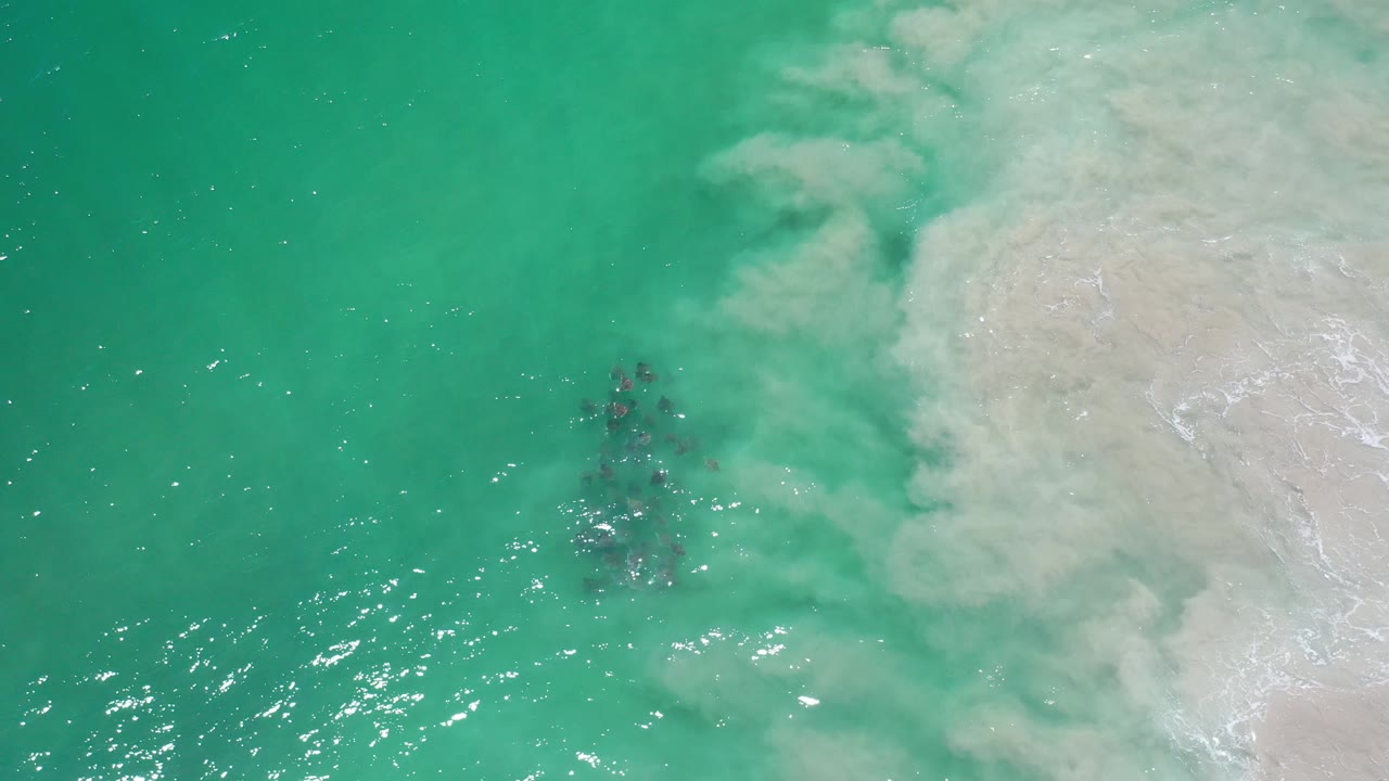 Dark fish school under clear green water and surf foam