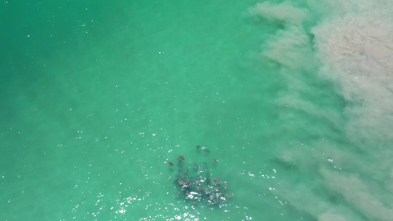 Overhead view in Los Cabos, Mexico, of grey marine creatures gathered below clear turquoise water near the lower center, with no visible people.