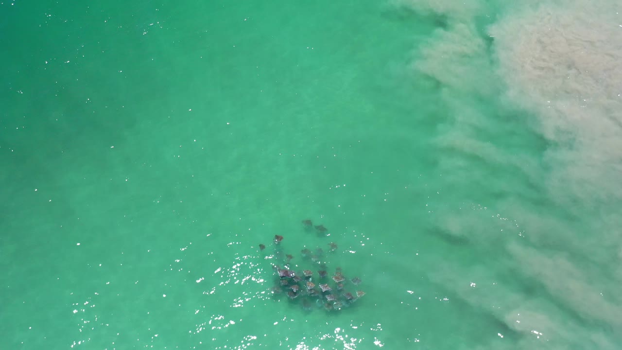 Grey marine creatures grouped under bright turquoise water with sun reflections nearby.