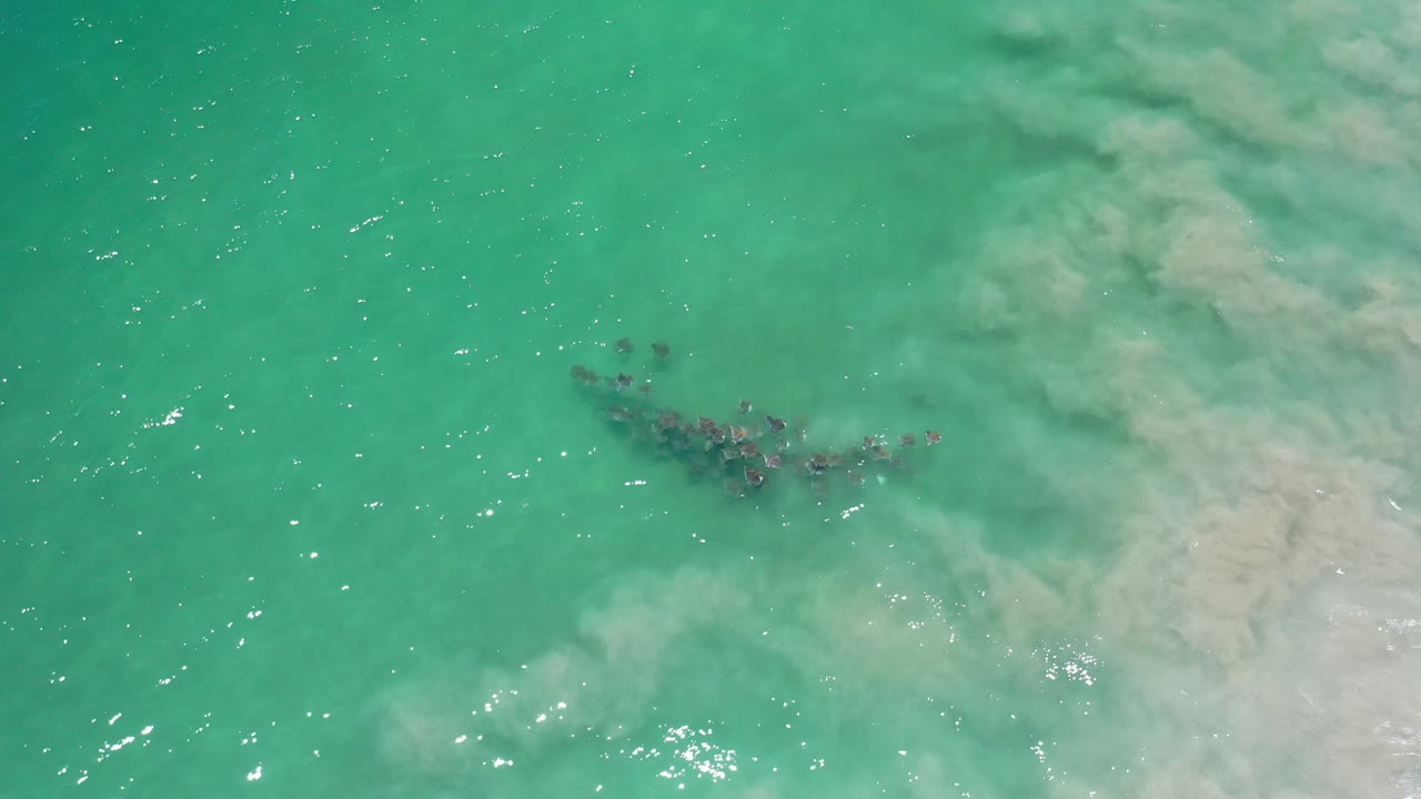 Overhead view in Los Cabos, Mexico of a compact dark school of sea life under turquoise water with pale cloudy water to the right and no visible people.