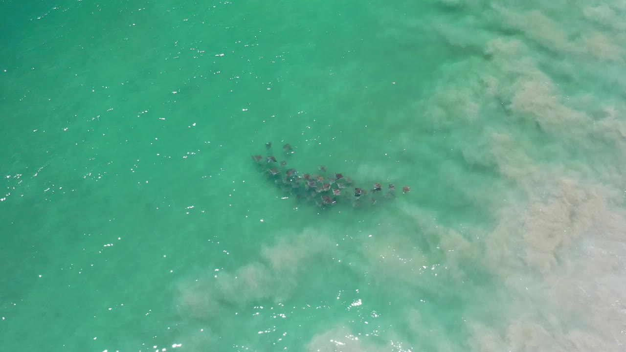 Sea-life school near pale cloudy water patch