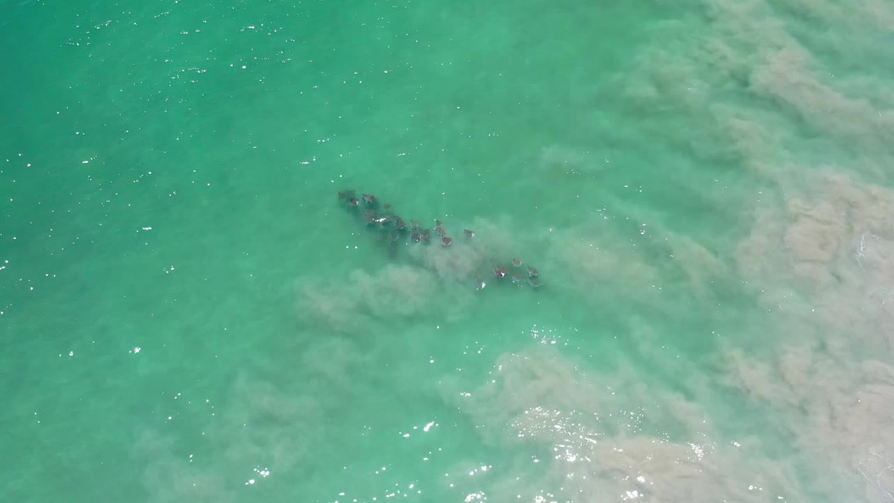 Large dark marine shape under turquoise water with sun glints