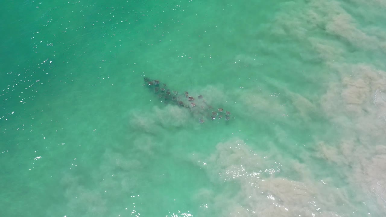 Overhead Los Cabos frame where the dark fish-like form sits close to a cloudy pale patch in the green sea, with bright surface flecks and no visible people.