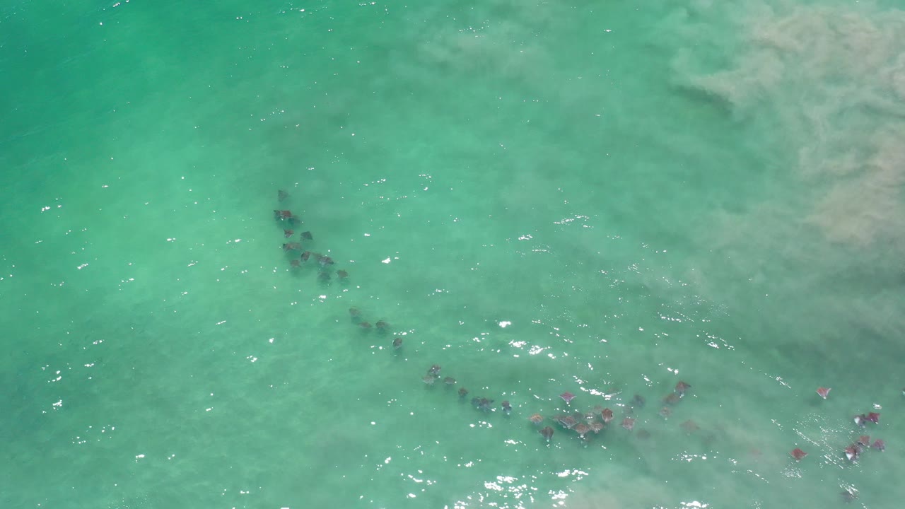 Overhead view in Los Cabos, Mexico, showing small dark fish grouped beneath turquoise water with bright surface glints and no visible people.
