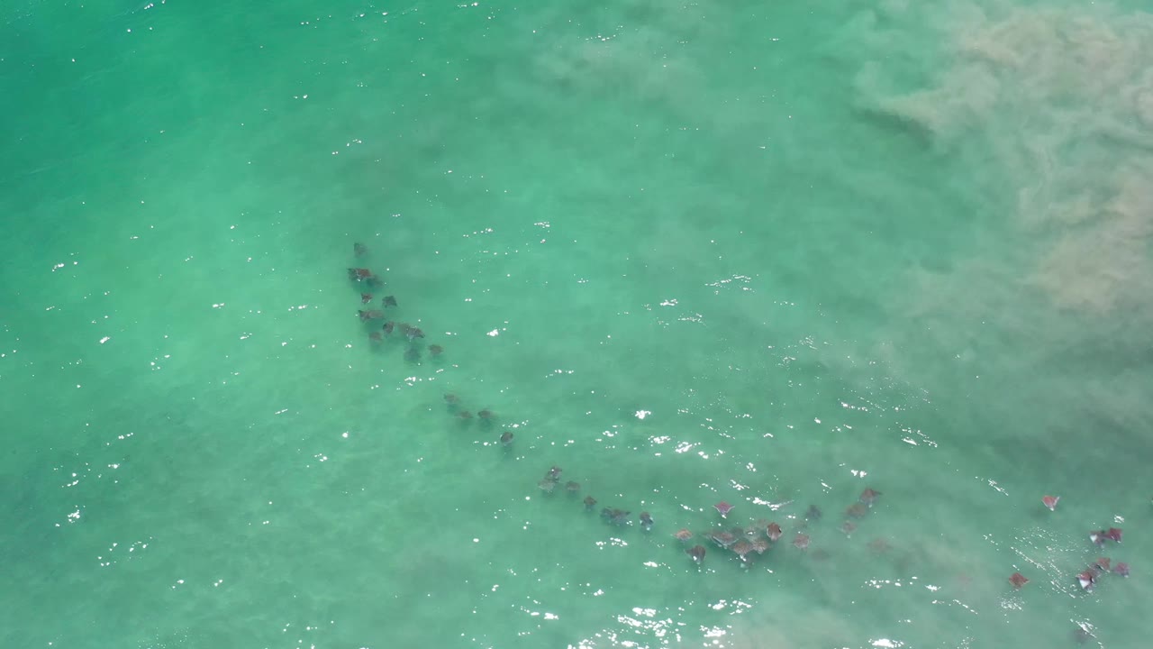 Overhead Los Cabos ocean frame with fish spread into a loose diagonal line beneath blue-green water and no visible people.