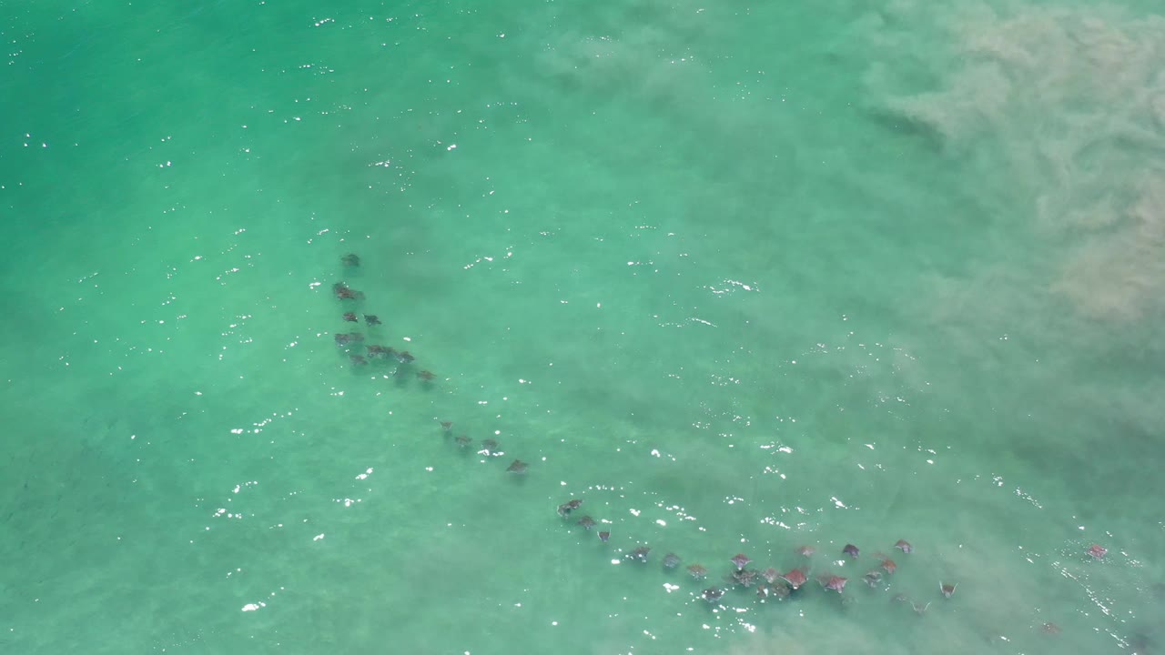 Loose school of fish in clear green water
