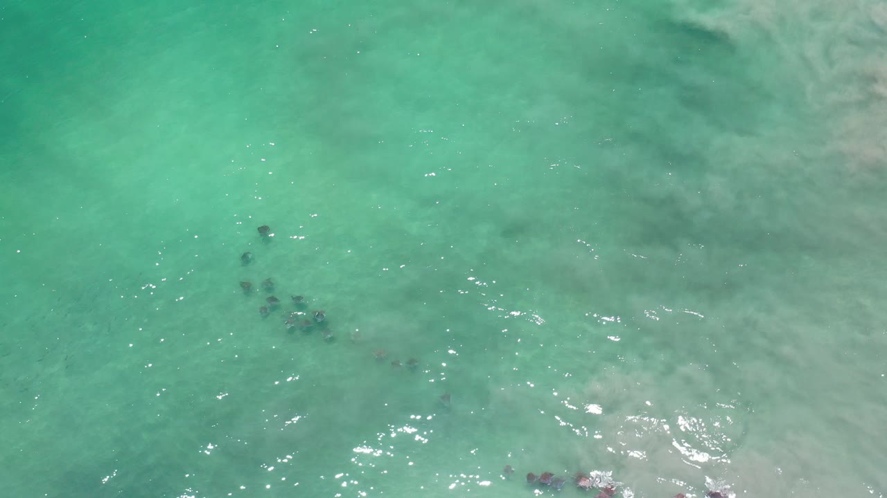 A small cluster of dark fish sits below turquoise-green shallow water in Los Cabos, with pale sandy patches and sun flecks visible, no visible people.
