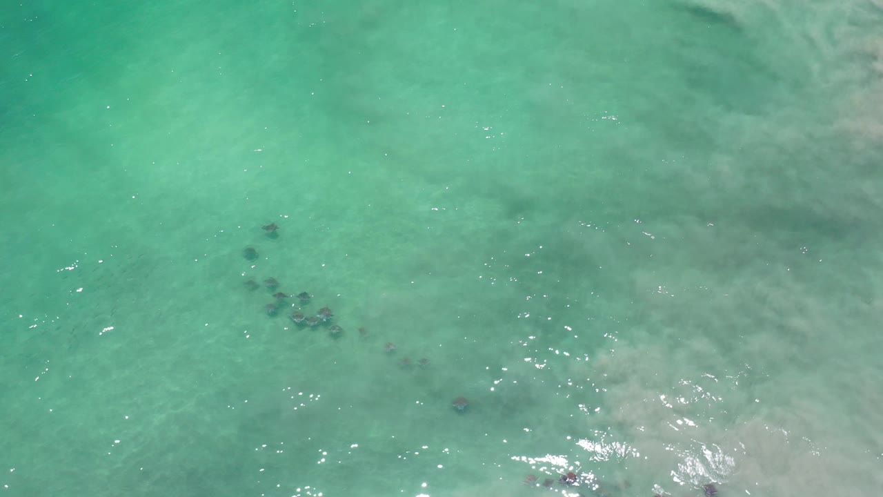 Loose line of fish in aquamarine shallows