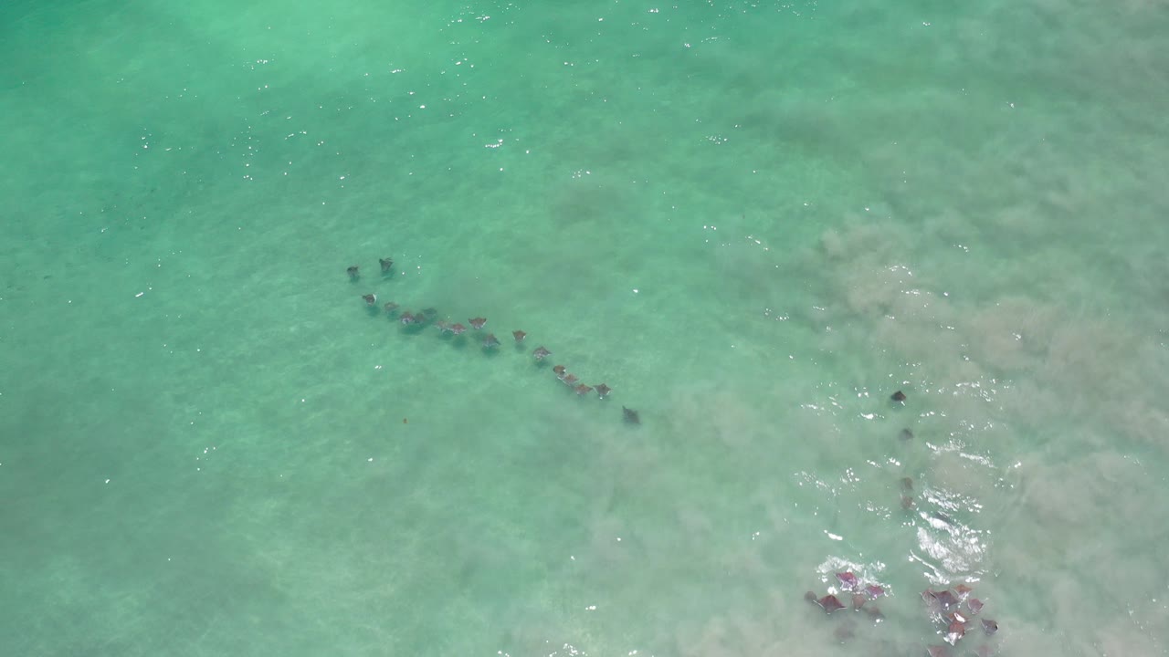 Overhead view in Los Cabos, Mexico of a dark school of fish crossing green shallow water with pale sandy texture below and no visible people.