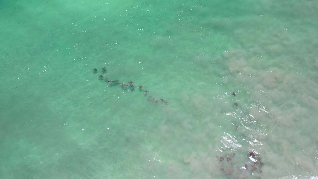Fish school near pale underwater clouding