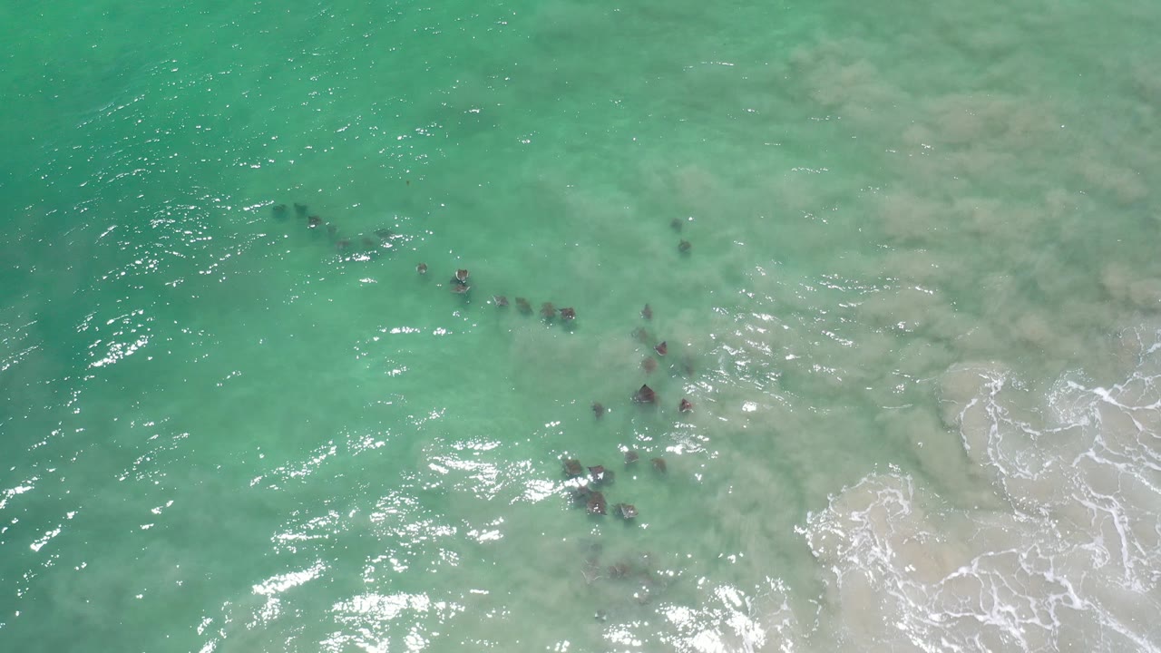 Opening overhead frame in Los Cabos, Mexico, showing clear turquoise shallows, pale sandy bottom, scattered dark fish near center, and no visible people.