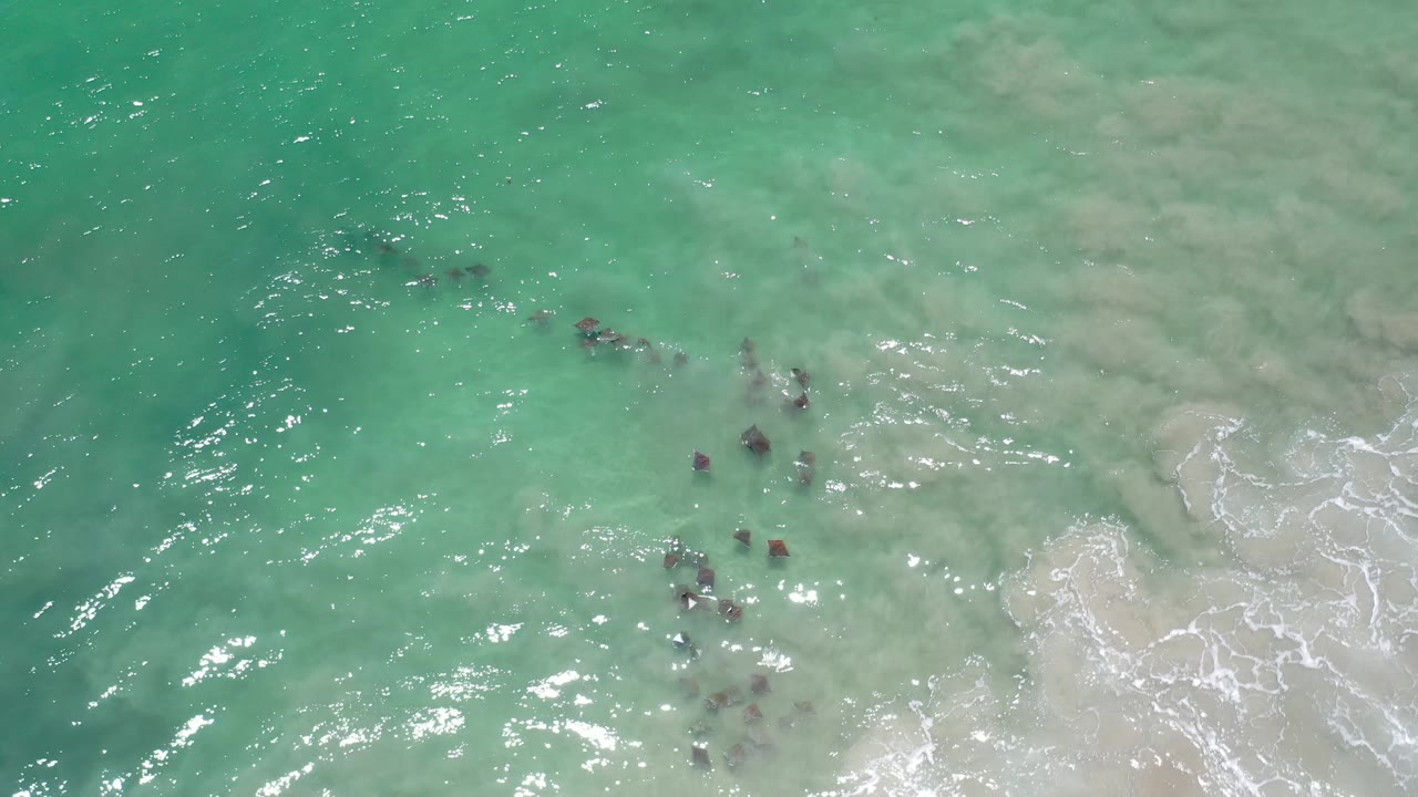 Clustered fish in shallow aquamarine water with surf foam along the right edge.