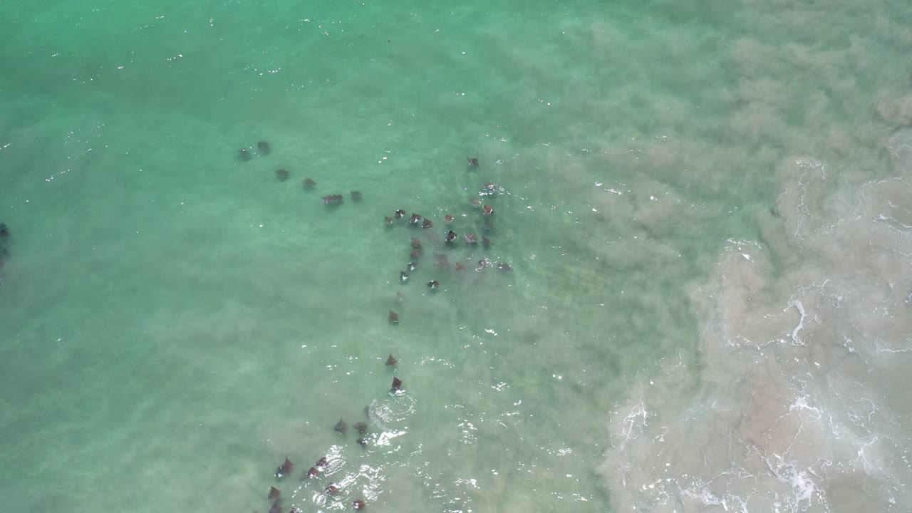 Top-down view of green shallow water in Los Cabos, Mexico, with scattered dark fish clusters near pale sand and no visible people.